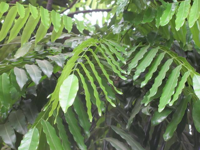 Цикциолина және жыныстық позициялар